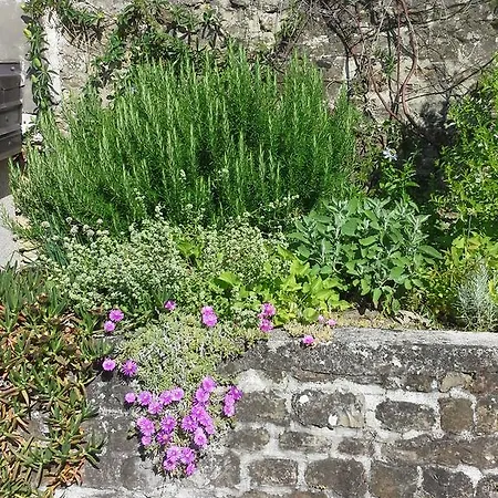 Garden *