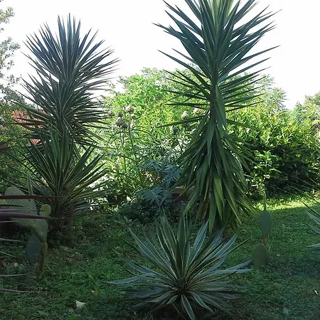 Garden Apartment Piran