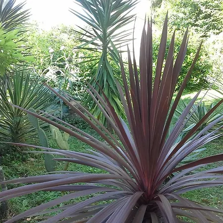 Garden Piran